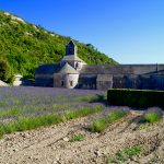 Les lavandes en Provence